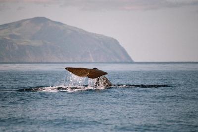 Whale and Dolphin Watching Tour at Terceira Island Whale and Dolphin Watching Tour at Terceira Island