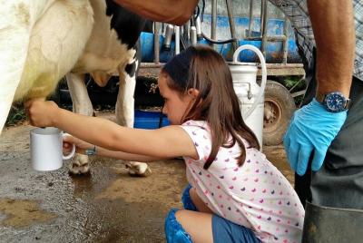 Private Half-Day Farm Visit and Cow Milking Experience Private Half-Day Farm Visit and Cow Milking Experience