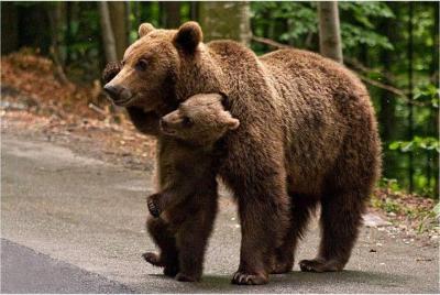 One day trip Bear Sanctuary, Dracula Castle, Rasnov Fortress from One day trip Bear Sanctuary, Dracula Castle, Rasnov Fortress from