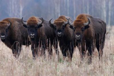Bufallo reserve, Urlatoarea Waterfalls, Prejmer Fortified Church 
