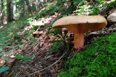 Foraging in the wild - day trip from Brasov