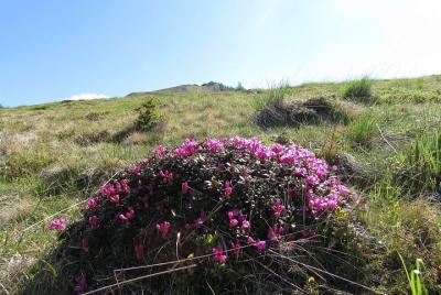 Rhododendron watching in Ciucas Mountains