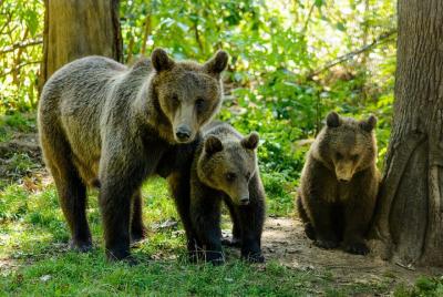Bears Sanctuary, Dracula Castle and Poiana Brasov-Private day tou Bears Sanctuary, Dracula Castle and Poiana Brasov-Private day tou