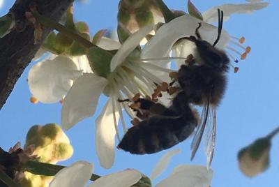 Healthy with honey Sweet & Sweet