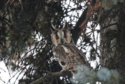 2 Hours Guided Birdwatching in Moscow