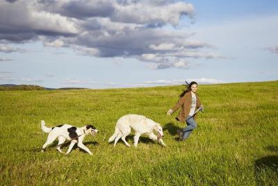 Summer Husky Experience Private Tour