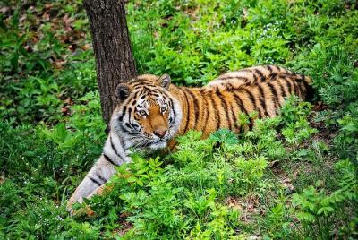 Amazing Safari Park with Siberian Amur Tiger Watching Private Tou Amazing Safari Park with Siberian Amur Tiger Watching Private Tou
