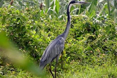 4 Hours Bird Watching in Mount Nyiragongo