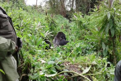 Private Full-day Gorilla Trek in Volcanoes Park from Kigali