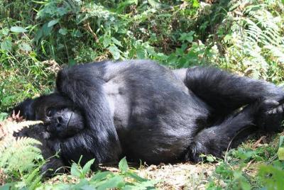 Rwanda Gorilla Trekking Adventure