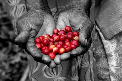 Rwandan Coffee Experience Rwandan Coffee Experience