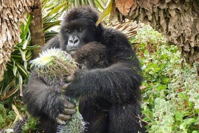 2 Days Rwanda Gorilla Trekking Safari