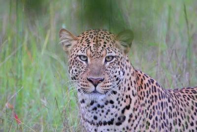Full-Day Akagera National Park Full-Day Akagera National Park