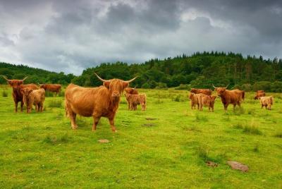 Scottish Highlands Luxury Private Tour with Scottish Driver