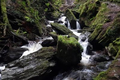 Magical, Enchanting Forest Walk, Loch Lomond & Dumbarton Castle Experience