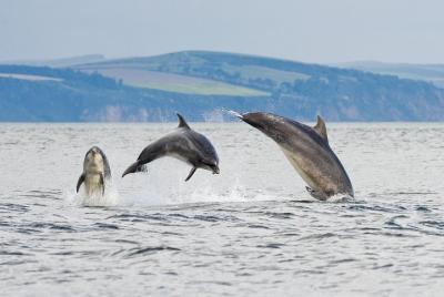Highlight of your trip to Invergordon – Dolphin spotting in the Moray Firth Highlight of your trip to Invergordon – Dolphin spotting in the Moray Firth
