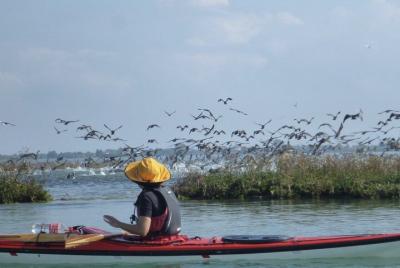 3 Hour Natural Lagoon Kayak Tour in Venice 3 Hour Natural Lagoon Kayak Tour in Venice
