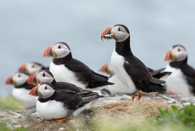 Reykjavik Shore Excursion: Puffin Sightseeing Cruise Reykjavik Shore Excursion: Puffin Sightseeing Cruise