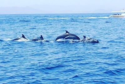 Dolphin Watching Dolphin Watching