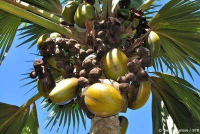 Full Day Discovery Tour of Vallee de Mai and Anse Lazio on Praslin Island Full Day Discovery Tour of Vallee de Mai and Anse Lazio on Praslin Island
