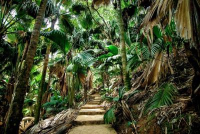 Enchanted Walk in the Vallee de Mai (From Praslin) Enchanted Walk in the Vallee de Mai (From Praslin)