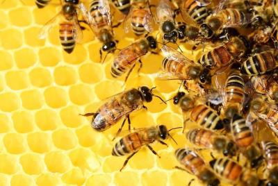 sLOVEnia BEEKEEPING EXPERIENCE sLOVEnia BEEKEEPING EXPERIENCE
