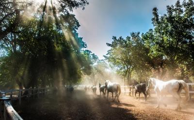 Lipica Stud Farm with Lipizzaner Show from Koper Lipica Stud Farm with Lipizzaner Show from Koper
