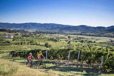 Secret vineyards E-bike tour Secret vineyards E-bike tour