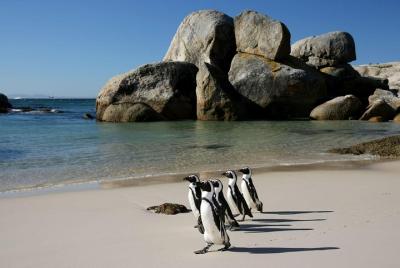 Penguin Encounter Boulders Beach Half Tour Day from Cape Town Penguin Encounter Boulders Beach Half Tour Day from Cape Town