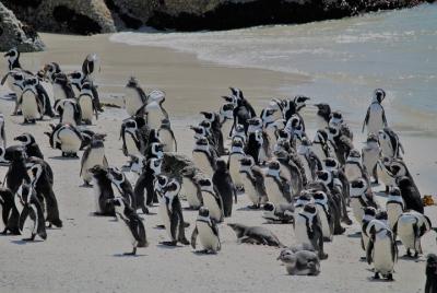 Supersaver: Cape of Good Hope and Cape Point Day Tour from Cape T Supersaver: Cape of Good Hope and Cape Point Day Tour from Cape T
