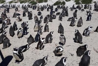 Half day Penguins and wine tasting in private car, pay per car no Half day Penguins and wine tasting in private car, pay per car no