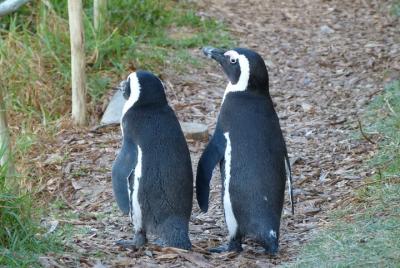 Meet the Penguins, Cape Town  Meet the Penguins, Cape Town