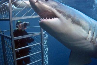 Shark Diving & Viewing