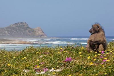 Cape Point Sightseeing Tour Cape Point Sightseeing Tour