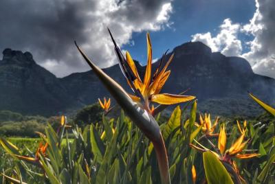 Cape Town: Invigorating Nature Walk