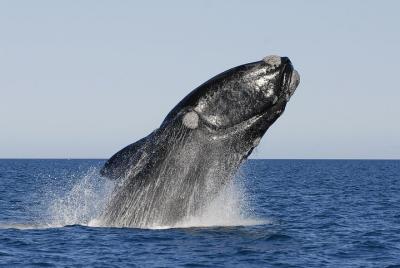 Full-Day Hermanus Whale Route Tour from Cape Town (Optional Whale