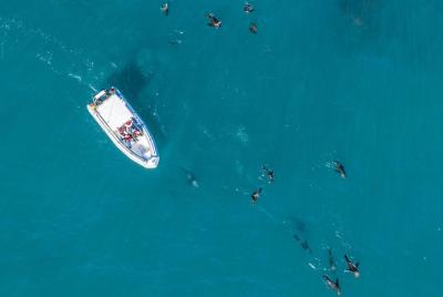 Ocean Wildlife Encounter in Cape Town