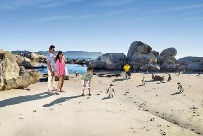 Swimming with African Penguins at Boulders Beach - Shared Tour Fr Swimming with African Penguins at Boulders Beach - Shared Tour Fr