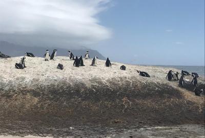 View African Penguins on Half Day Tour  View African Penguins on Half Day Tour