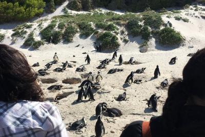 Cape of Good Hope and Boulders beach full day shared tour