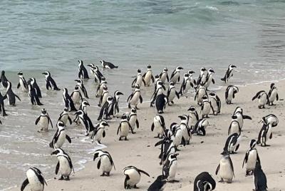Private Cape Peninsula Tour, With Close Range Penguin Encounter F Private Cape Peninsula Tour, With Close Range Penguin Encounter F