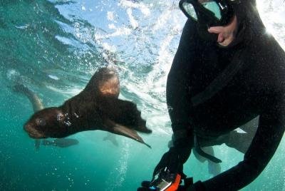 Seal Snorkeling with Animal Ocean in Hout Bay Seal Snorkeling with Animal Ocean in Hout Bay