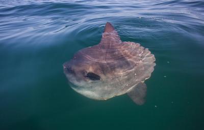 Chapman’s Peak Paddle - Hout Bay