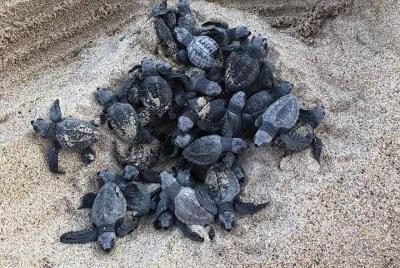 Sunset Amazing Turtle Release Tour Sunset Amazing Turtle Release Tour