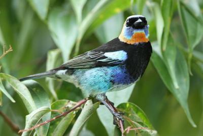 Birding Metropolitan Natural Park