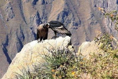 Excursion to Colca Canyon 1 Day Excursion to Colca Canyon 1 Day