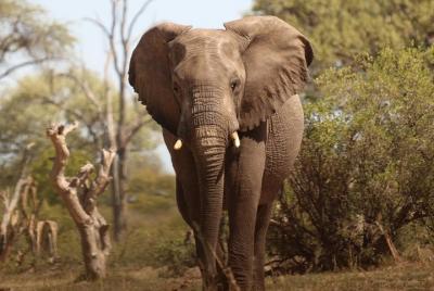 Half-Day Victoria Falls Private Safari Game Drive with Pick Up Half-Day Victoria Falls Private Safari Game Drive with Pick Up