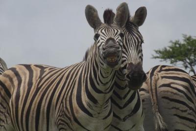 Durban Shore Excursion: Tala Game Reserve Tour Durban Shore Excursion: Tala Game Reserve Tour