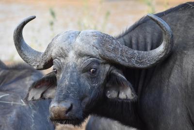 4 Night Zulu Culture, Battlefields & Wildlife Tour 