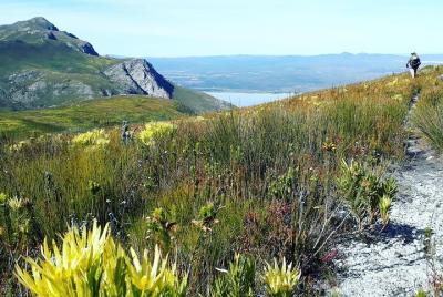 Fernkloof Reserve Fynbos Walk